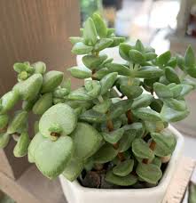 Crassula Ruperstris Kebab Bush Succulents Plants Cactus