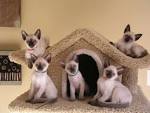 Siamese Kittens for sale – Kittentanz