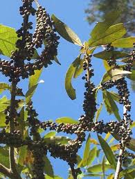 Image result for Rapanea