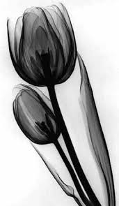 Pin By Jelena Tamm On Pint Tulip Tattoo Black Tulips White Art