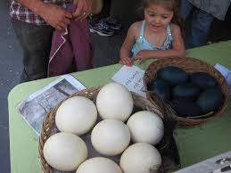 Where can you buy an ostrich egg to eat. Ten Things You Can Do With An Ostrich Egg The Village Voice