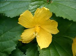 Image result for Pavonia