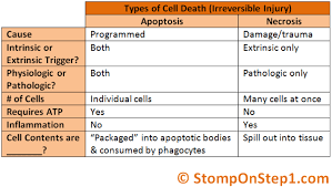Apoptosis Necrosis Pathology Study Pathology Medical School Studying