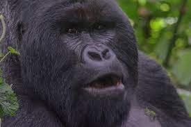 This one comes in at $33 per month if you buy it for two years. Rwanda Gorilla Trekking Cost Price Discounts 2020