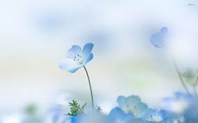 Maybe you would like to learn more about one of these? Small Blue Flower Wallpaper Flower Wallpapers 53407