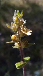 Image result for Alectra sessiliflora