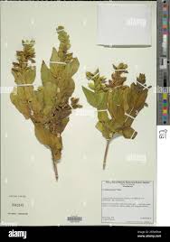 Image result for Ecbolium clarkei