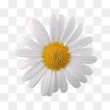 Daisy Clipart Daisy Flower White Chrysanthemum Plant Material Flower Png Images Paper Collage Art Flower Aesthetic
