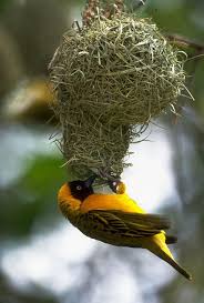 Birds That Make Mud Nests On Buildings Masked Weaver Building Nest Colorful Birds Birds