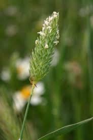 Image result for Phalaris