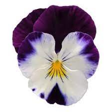 Altman Plants 4 25 In Violet Wing Cool Wave Pansy Discontinued 0883102 The Home Depot Pansies Flowers Pansies Winter Pansies