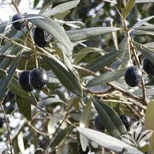 Maybe you would like to learn more about one of these? Arbequina Olive Tree Oliarbbp The Home Depot Arbequina Olive Tree Trees To Plant Olive Tree