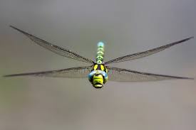 guide to britains dragonflies and damselflies countryfile com