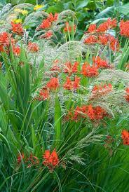 Crocosmia Lucifer With Stipa Calamagrostis Ornamental Grass Ornamental Grasses Plants Flower Stock Photography