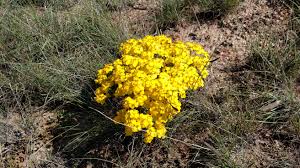 This area follows the rio grande north into the southern part of sandoval county. Yellow Flowers Yellow Flowers Desert Plants Plants