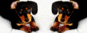 Kopeklerde Kanli Ishal Canine Parvo Virus Cpv Petmania Veteriner Klinigi