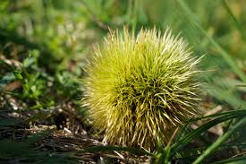 This one also has white, segmented fruit on the inside, kind of like an orange, but is sweet and juicy with a delectable balance of citrus and sugar. Green Round Spiky Fruit Free Image Peakpx