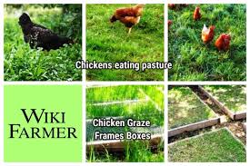 We did not find results for: How To Feed Chickens Wikifarmer