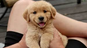 Submit your puppy pics to celebrate National Puppy Day