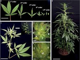 Image result for Cannabis sativa