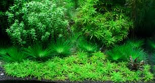 Image result for Syngonanthus