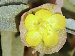 Image result for Melhania prostrata