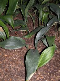 Image result for Kořenokvětka Aspidistra