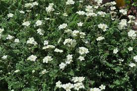 Image result for Bauhinia bowkeri