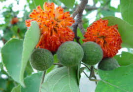 Image result for Broussonetia