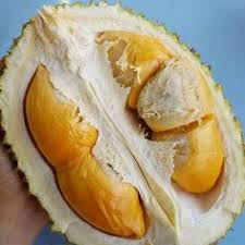 Toward the end of may you can. Durian