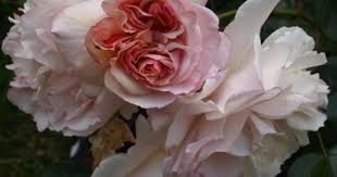 Herkules Rose Photo Beautiful Roses Flowers Pink Roses