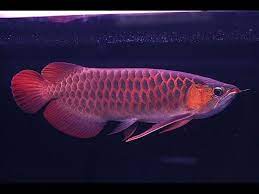 Myownmancave 62.156 views3 years ago. Banjar Red Arowana à¤à¤• à¤µ à¤° à¤¯à¤® à¤• à¤« à¤¶ Seafood Denmark Limited Andaman Islands Id 19476763297
