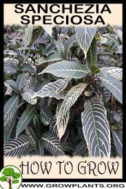 Image result for Sanchezia speciosa