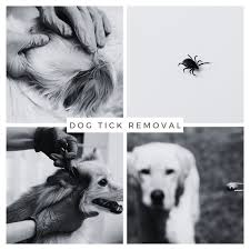 Image result for Tick Removal