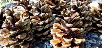 La patate, c'est très bon marché, ça ben oui : Pignon De Pin Recolte Conservation Et Utilisation Des Pignons De Pin