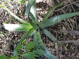 Image result for Aloe plowesii