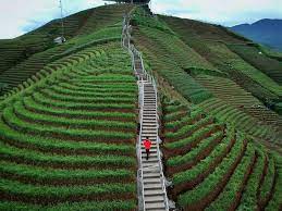 Lokasi Dan Rute Ke Terasering Panyaweuyan Majalengka Travel And Word