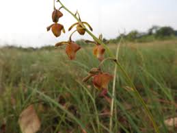 Image result for Eulophia angolensis