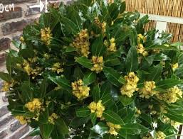 Akdeniz defnesi (laurus nobilis), türkiye, yunanistan, i̇spanya. Defne Agaci Nasil Budanir Cicekal Net
