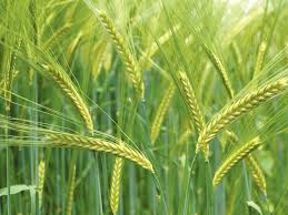 Starch, is nothing like wheat grain. Durum Wheat Edible Phoenix