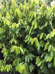 Image result for Bridelia