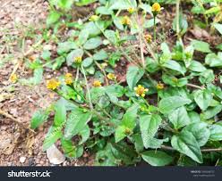 Image result for Acmella