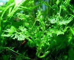 Image result for Bolbitis