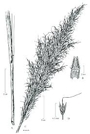 Image result for Panicum phragmitoides