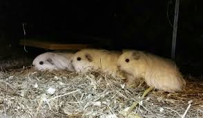 Himalayan Sheltie Lerim Yakinda Yavrulari Olacak Mavipetcaviary Guineapig Sheltie Himalayan
