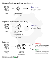 The cognitive model describes how people's perceptions of, or spontaneous thoughts about, situations influence their emotional, behavioral (and often physiological) reactions. Delivering More Effective Exposure Therapy In Cbt Psychology Tools