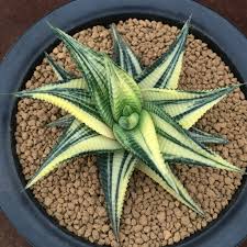 Image result for Haworthia limifolia