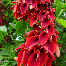 Image result for Erythrina × coddii
