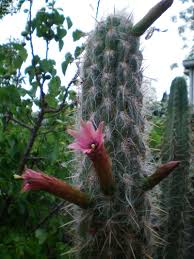 The long, tubular red flowers are springtime, hummingbird magnets, but they might not make an appearance for several. Full Size Picture Of Old Man Of The Andes I Oreocereus Celsianus I Old Man Pictures Cactus Succulents