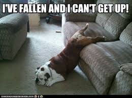 Help I Ve Fallen And Can T Get Up Funny Animals Funny Dogs Sleeping Dogs